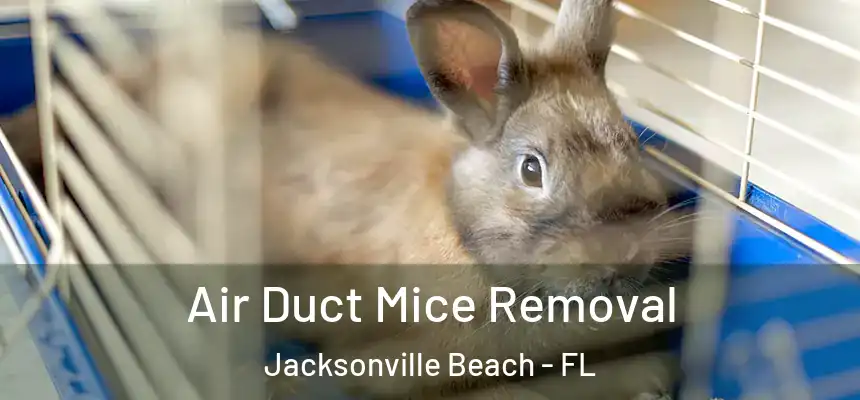 Air Duct Mice Removal Jacksonville Beach - FL